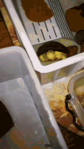 水龟腐皮症状,水龟腐皮腐甲怎么治疗