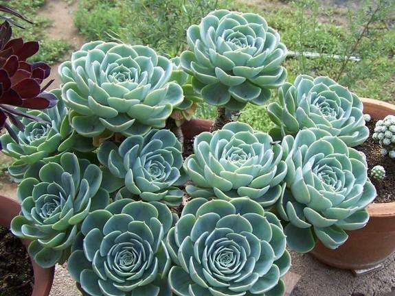 玉蝶多肉怎么修剪成多头,玉蝶怎么从一个头变多头