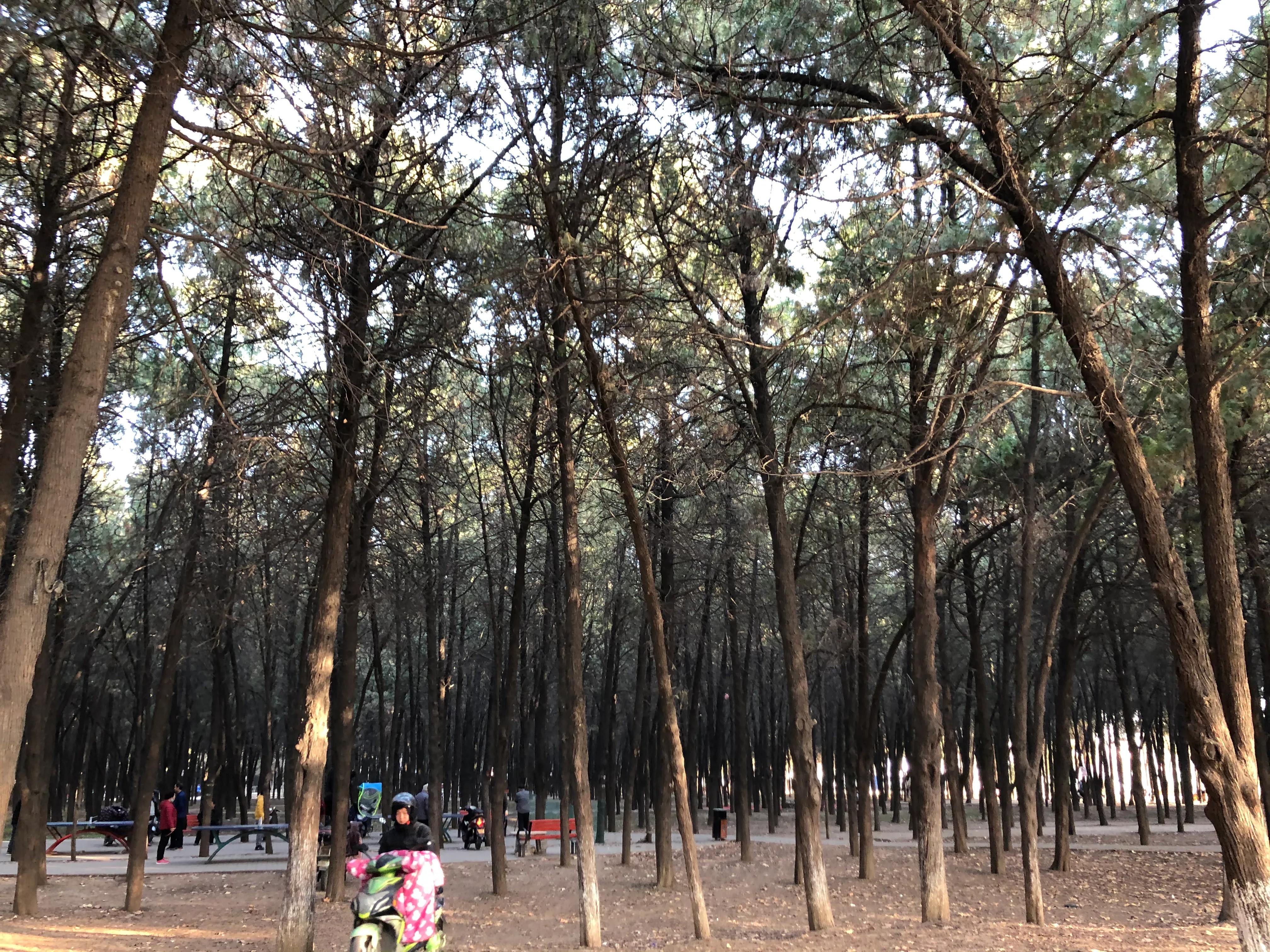 平顶山河滨公园旅游攻略,平顶山森林公园游记