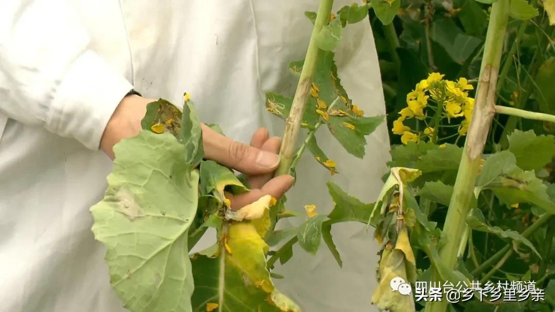 油菜得了病用什么药,油菜生病了怎么防治