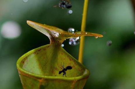 蚂蚁搬家的经过,蚂蚁过河用的什么办法