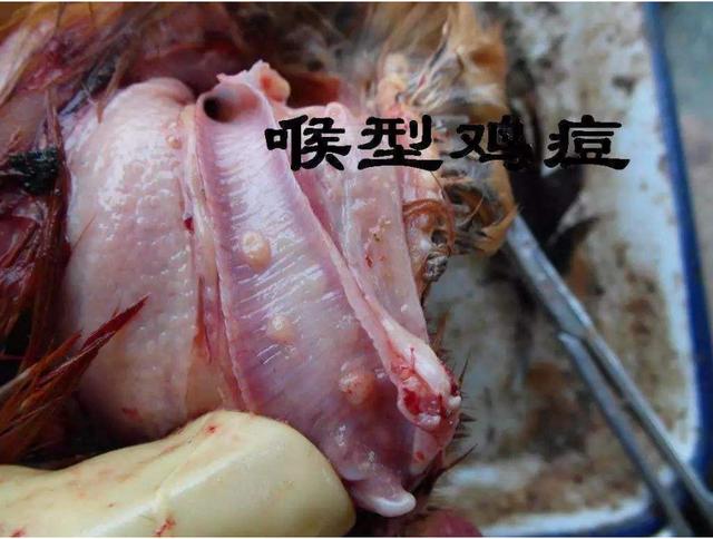 鸡冠长痘痘是什么原因引起的,得了鸡痘喂什么药最好