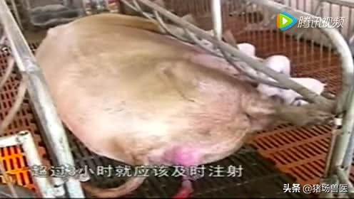 母猪难产用手掏过还能继续喂吗,母猪难产用脚踩哪个部位最合适