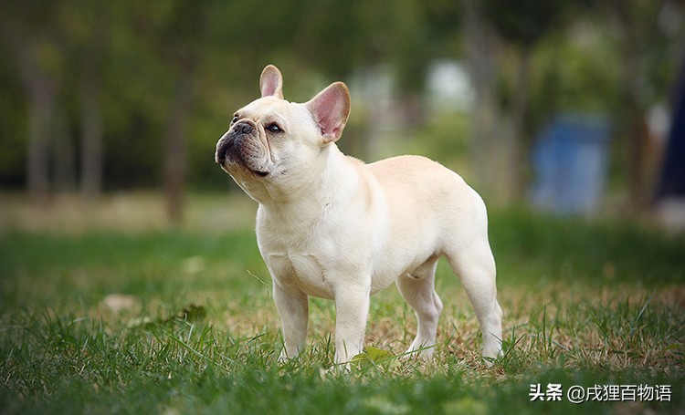 养法斗注意避坑,养法斗家里臭不臭