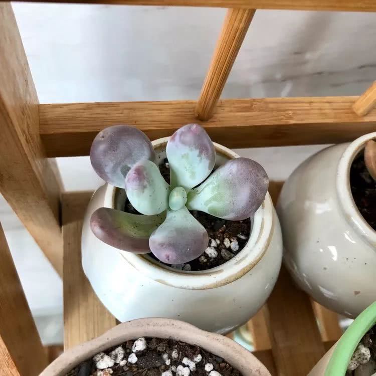 新手小白入坑多肉必看攻略,多肉新手入坑必备指南