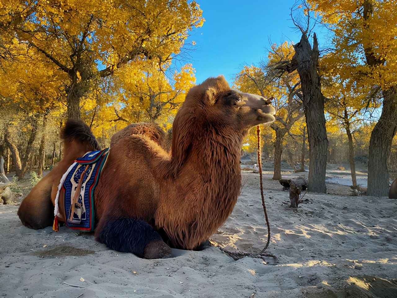 飞行2万公里，足迹10个城市——2020我的手机摄影之旅