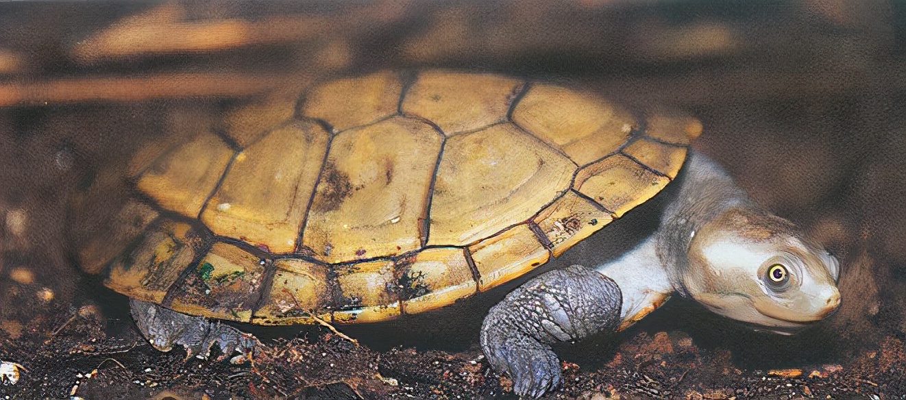 龟类纪录片,龟类图片