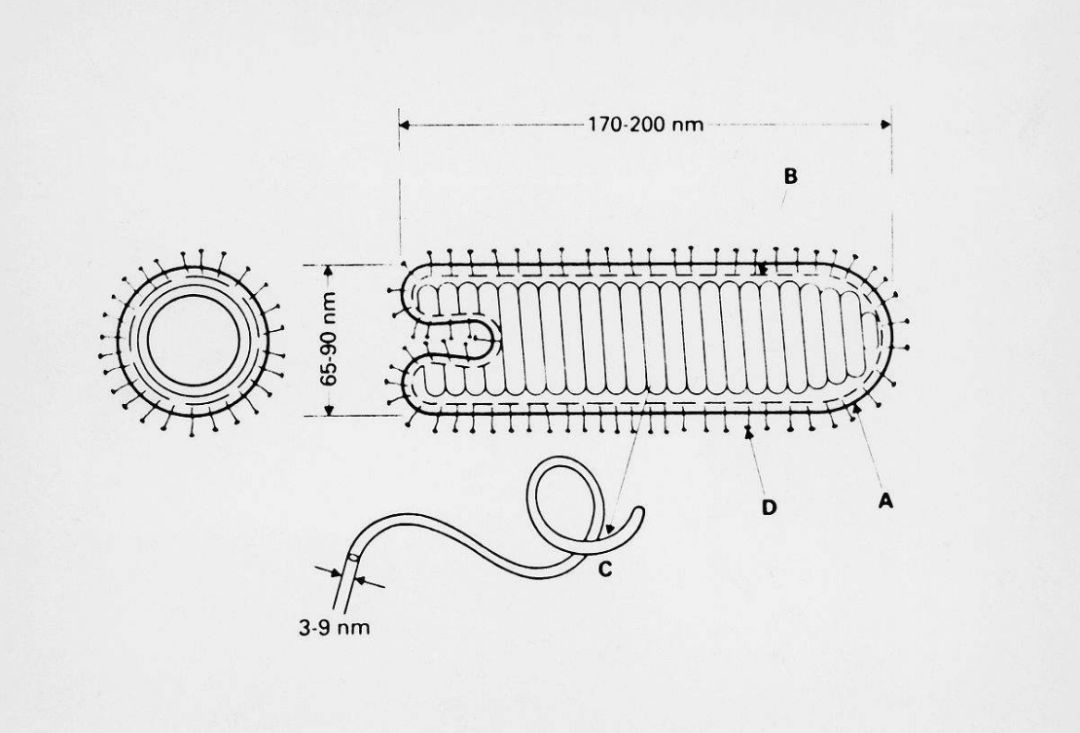 养猫咪新手入门必知疫苗怎么打,新手养猫疫苗怎么打