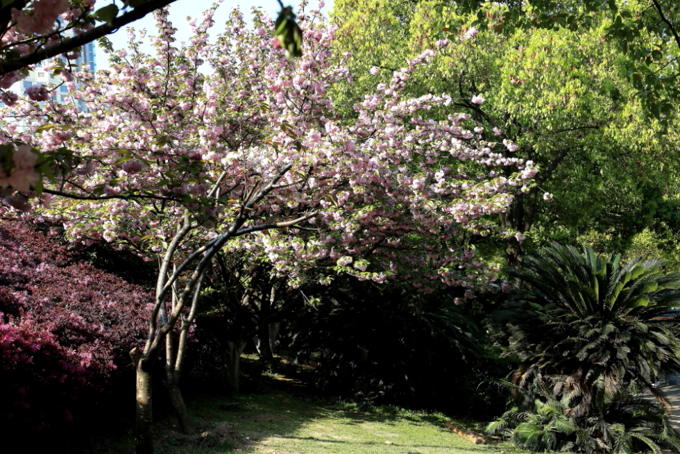 口琴月牙五更,口琴独奏月牙五更简谱