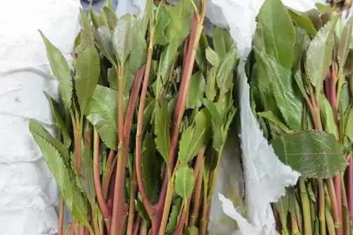 拒绝首先从了解开始！新型*品毒**知多少？