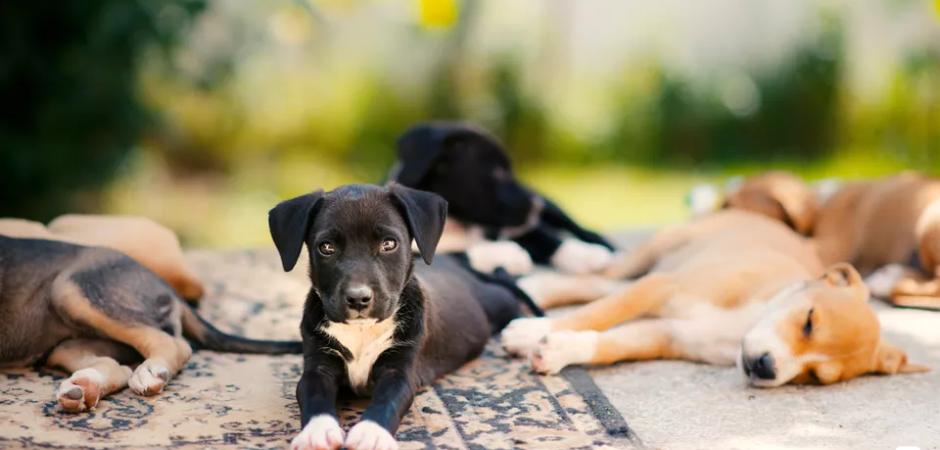 狗狗打了疫苗伤了人要打疫苗吗,狗狗疫苗都打哪些