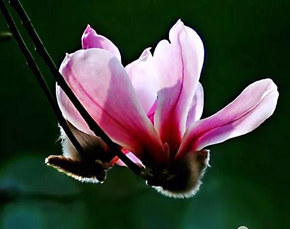 望春玉兰～早春先叶开放，花色素雅，美丽壮观