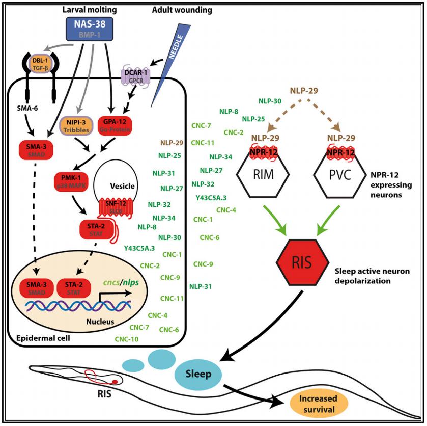 睡觉疗伤,睡觉有助于恢复伤口