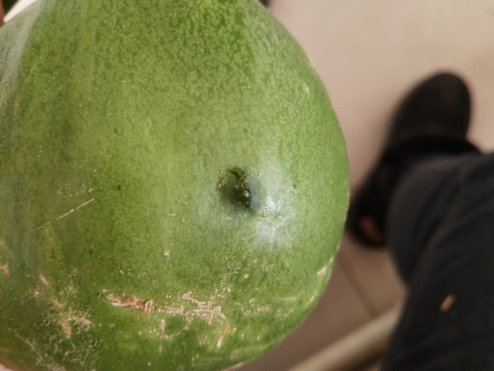 甜瓜细菌性叶枯病防治方法,甜瓜果斑病如何防治