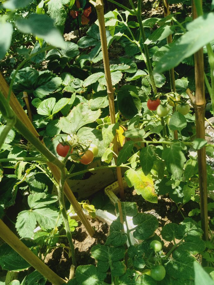 樱桃番茄最好的颜色,樱桃番茄挑选