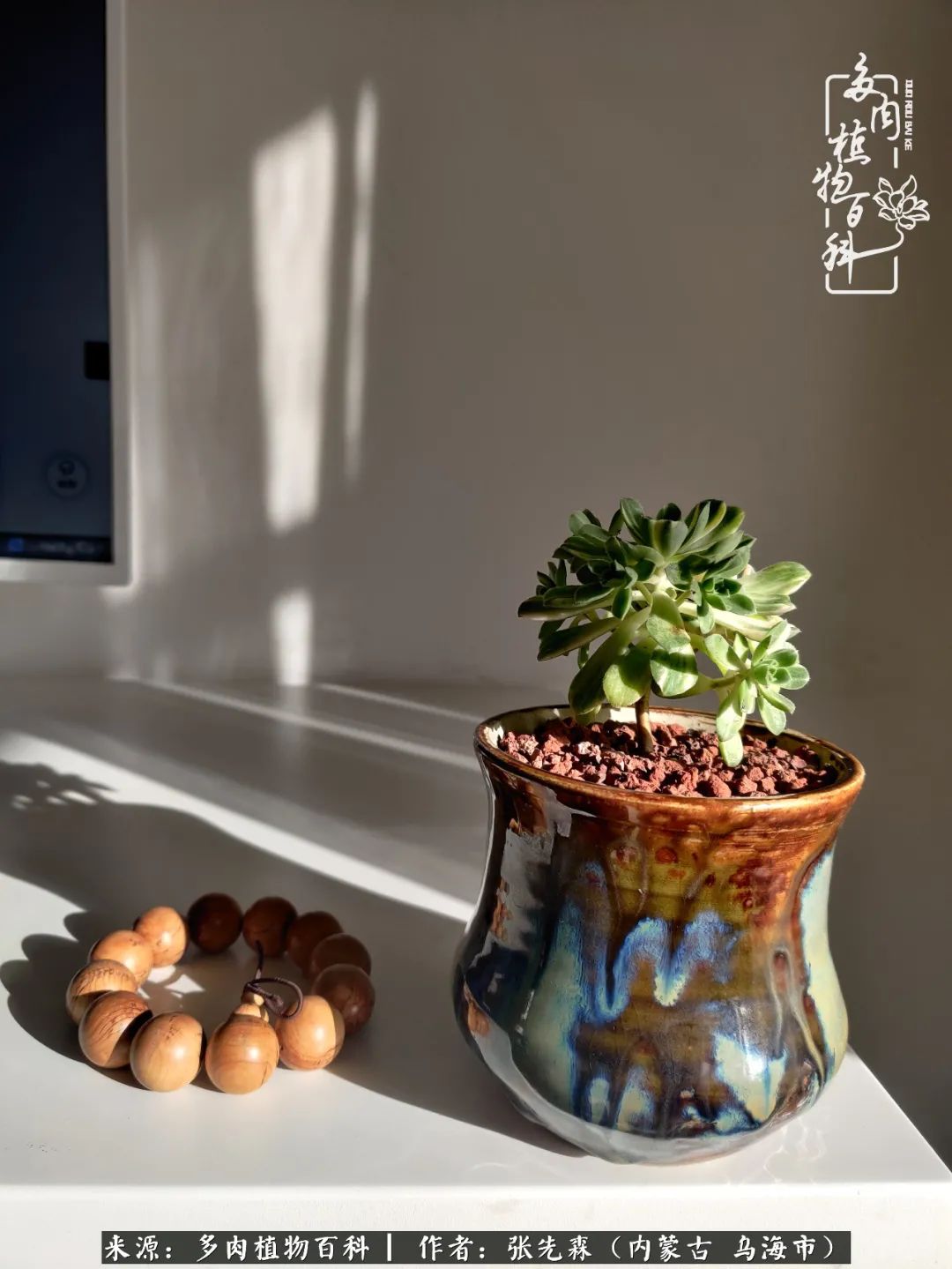 吸取教训，不断探索，英语老师的多肉碎碎念