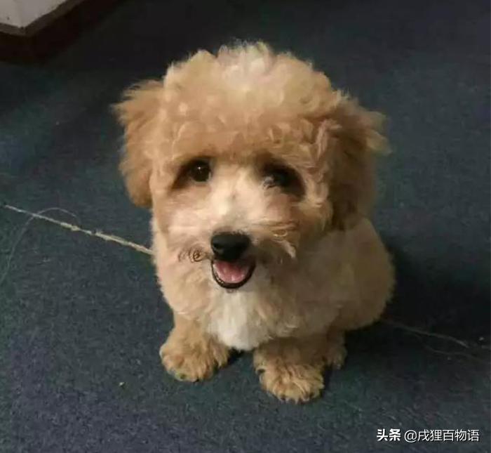 泰迪骨折了怎么办,泰迪骨折怎么办