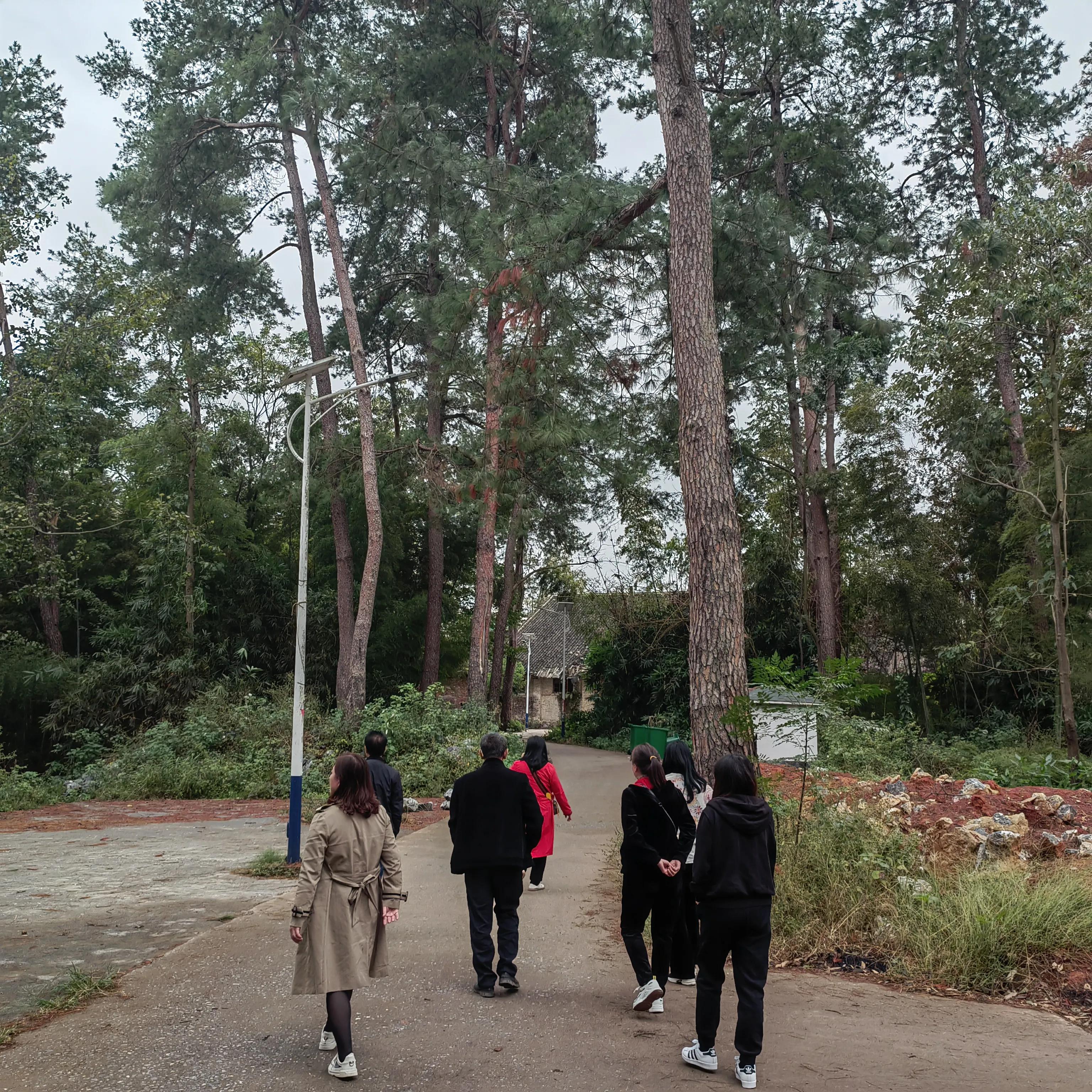 莽山温泉怎么去景区玩的,莽山森林温泉旅游路线