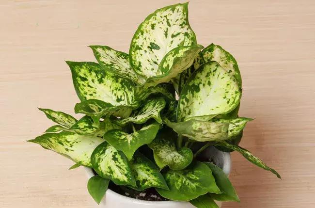 种什么蔬菜可吸甲醛,坪地吸甲醛的植物