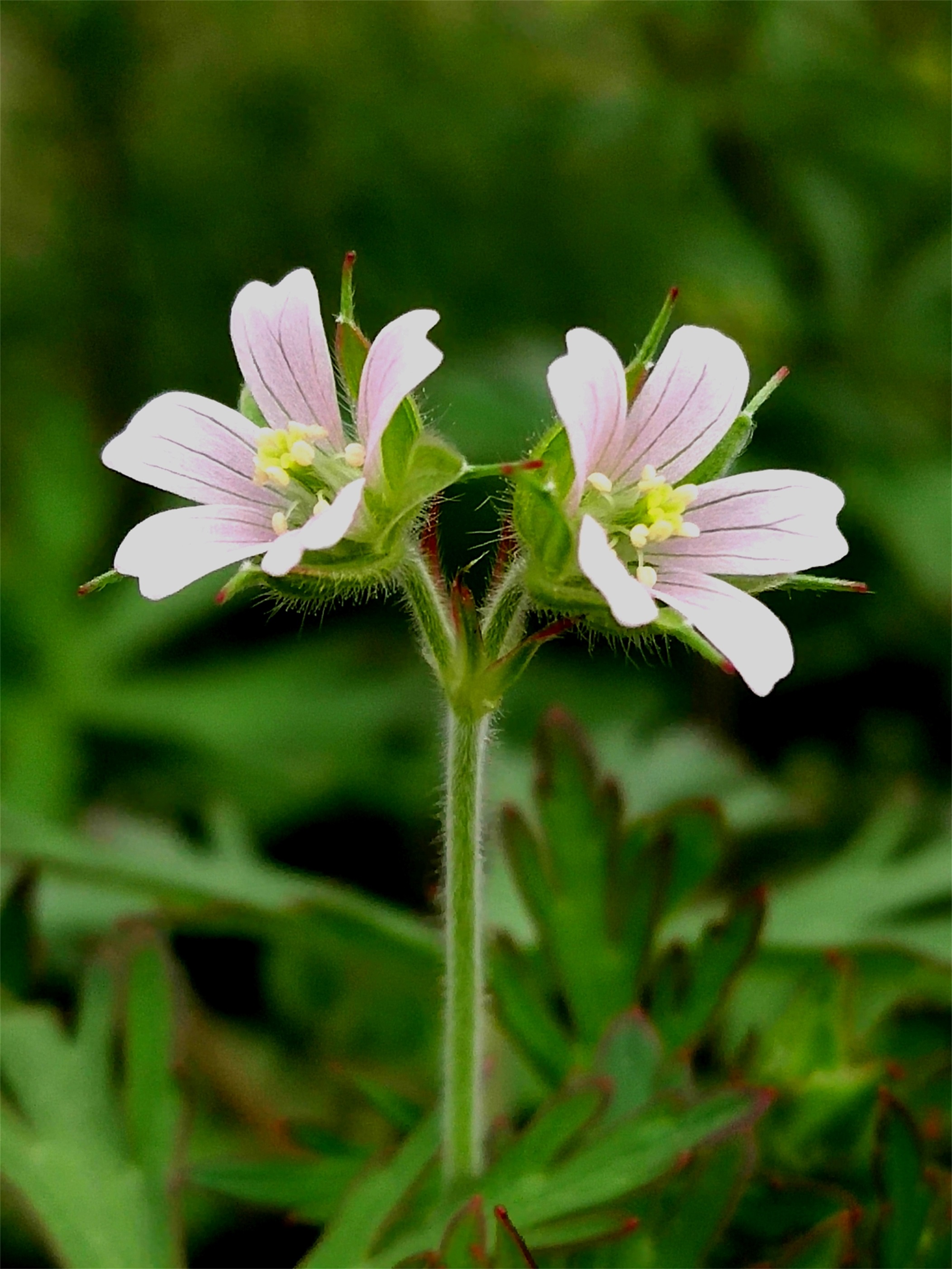 郯城紫色油菜花,郯城哪里油菜花多