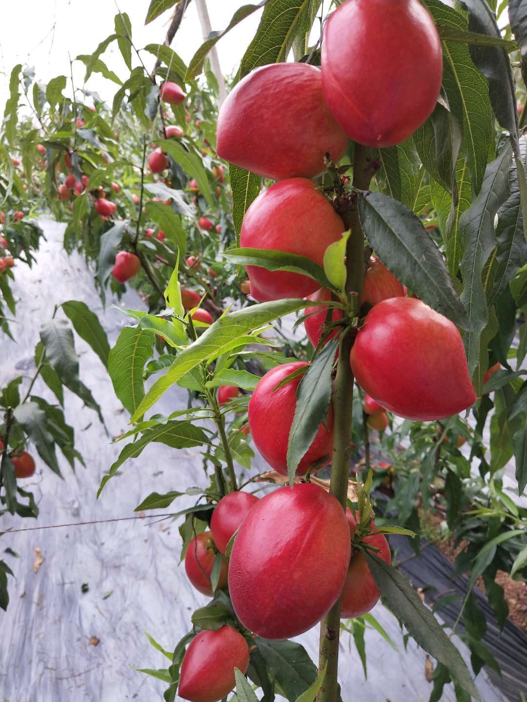 氮、磷、钾—对果树大樱桃的重要性，你用对了吗？