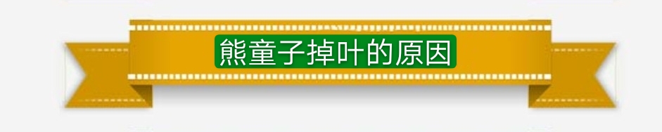 多肉熊童子叶片上落灰尘如何处理,多肉熊童子夜晚零下3度会冻伤吗