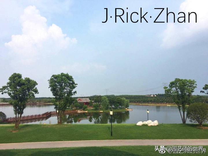 高尔夫果岭草坪家庭院子种植,麦冬草坪种植方法和注意事项