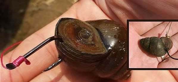 鍨傞挀闈掗奔鐭ヨ瘑,閽撻潚楸肩殑鍗佸ぇ鐗瑰緛