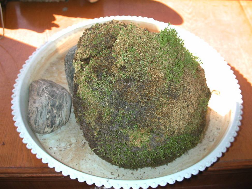 苔藓为什么不透水,苔藓植物为什么长不高