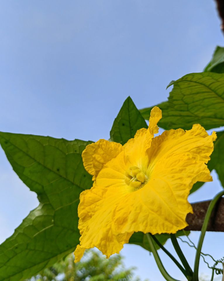 散文:黄黄的瓜花儿