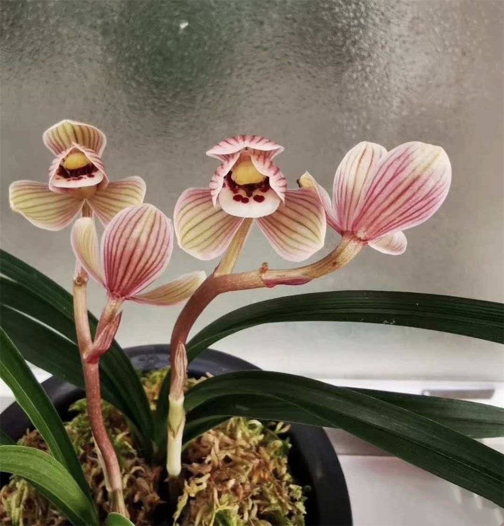 莲瓣兰名品大全欣赏,莲瓣兰精品新种奇花