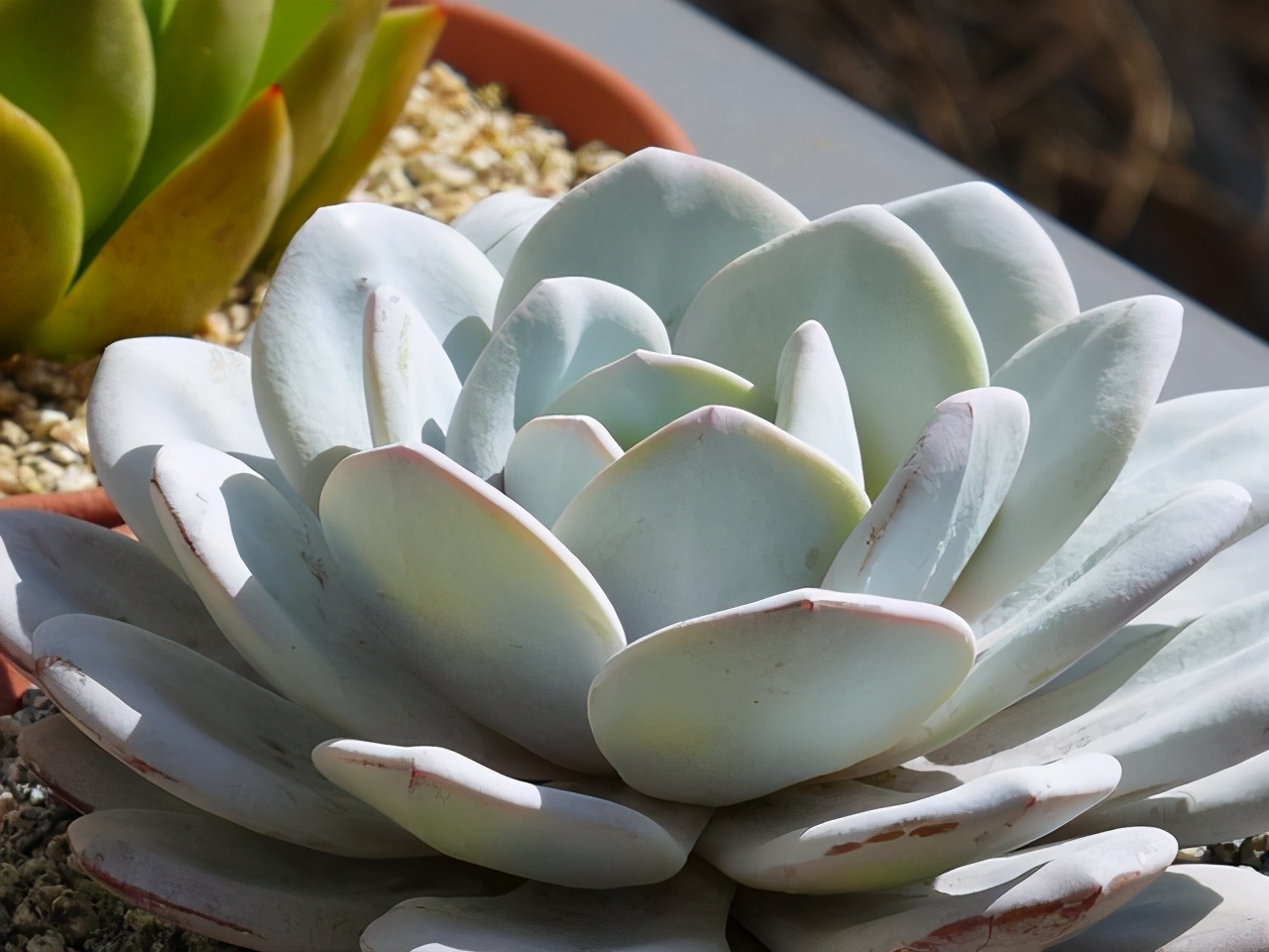 多肉叶片的灰尘怎样处理,怎么清理多肉灰尘视频讲解