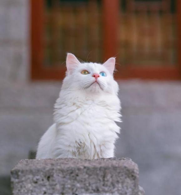 穷养猫vs富养猫的视频,穷养狗vs富养狗