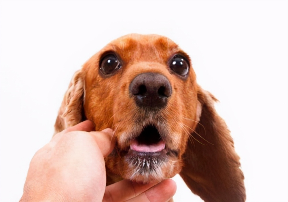 狗狗口腔溃疡打什么针,狗狗口腔溃疡烂舌头