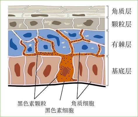 黑色素如何炼成的,黑色素怎么生成详细解说