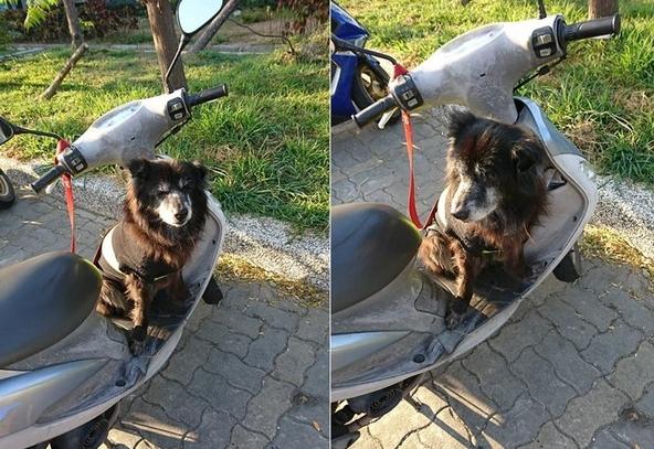 13岁老黑*养送**碰壁　最后安静离去