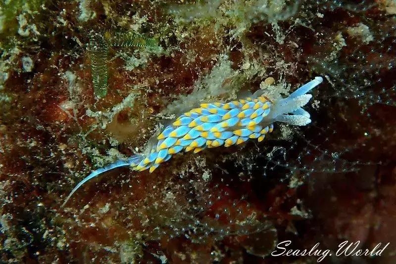 这只风靡网络的可爱“海中小白兔”，竟然颠覆了网友的三观