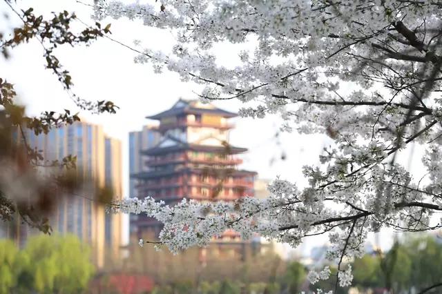 鎶楃柅鏃ヨ鏁ｆ枃,鎶楃柅鑳屽奖浣滄枃