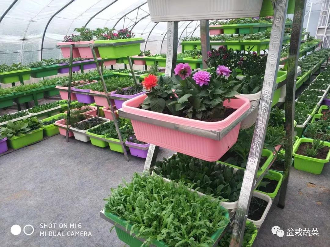 抢名额，19期中国无土栽培和土壤种植技术升级集成培训会