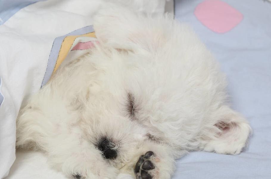 养比熊的方法和注意事项,4个月比熊喂养注意事项