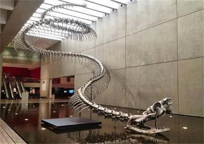 印度大蟒蛇和巨蟒蛇,史前巨蟒和巨型蟒蛇