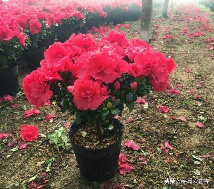 想要杜鹃开花怎么办,杜鹃如何度夏