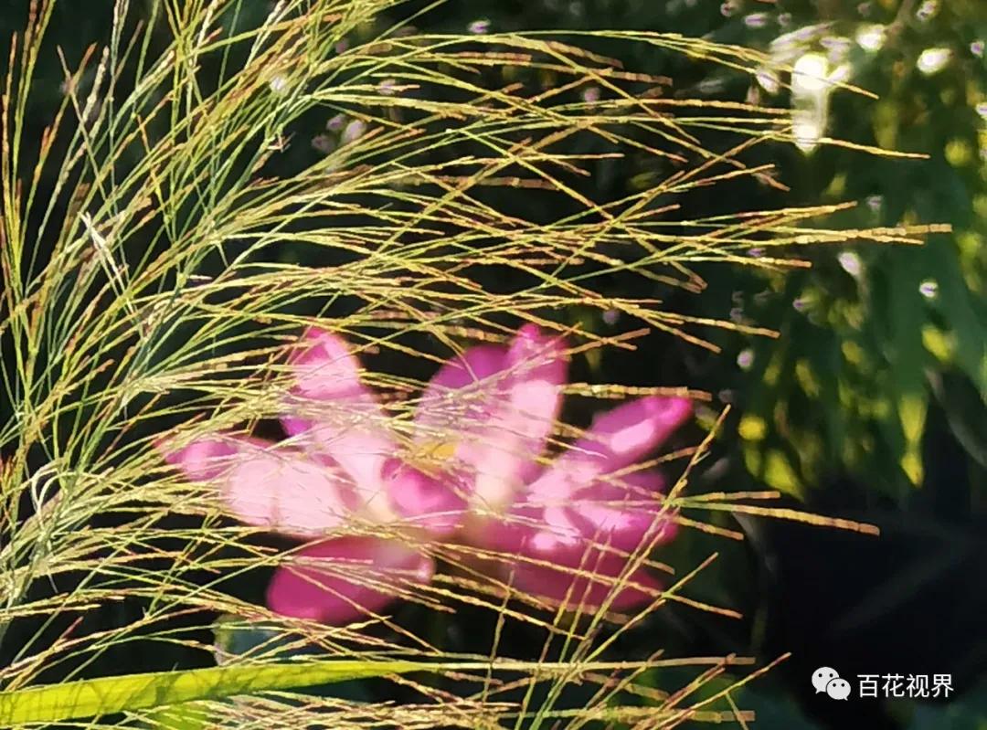 邯郸市女性摄影家,邯郸市女子摄影协会