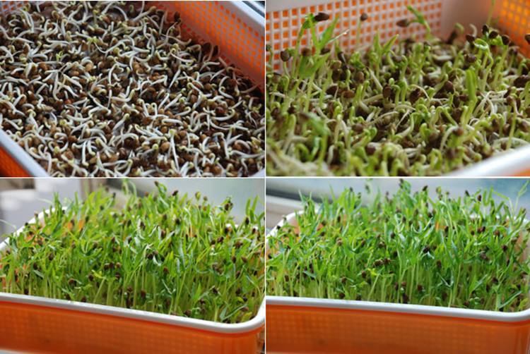 豆芽不用买,豆芽菜不带芽能不能吃