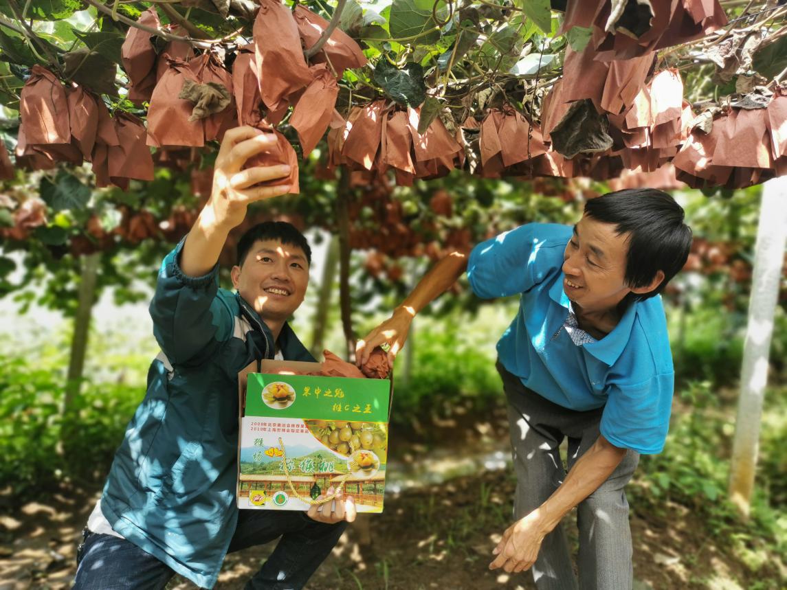 红心猕猴桃要浸果几次,红心猕猴桃浸果的最佳温度