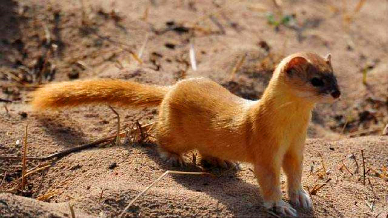 养殖户怎么防止黄鼠狼,黄鼠狼为什么不能大量养殖