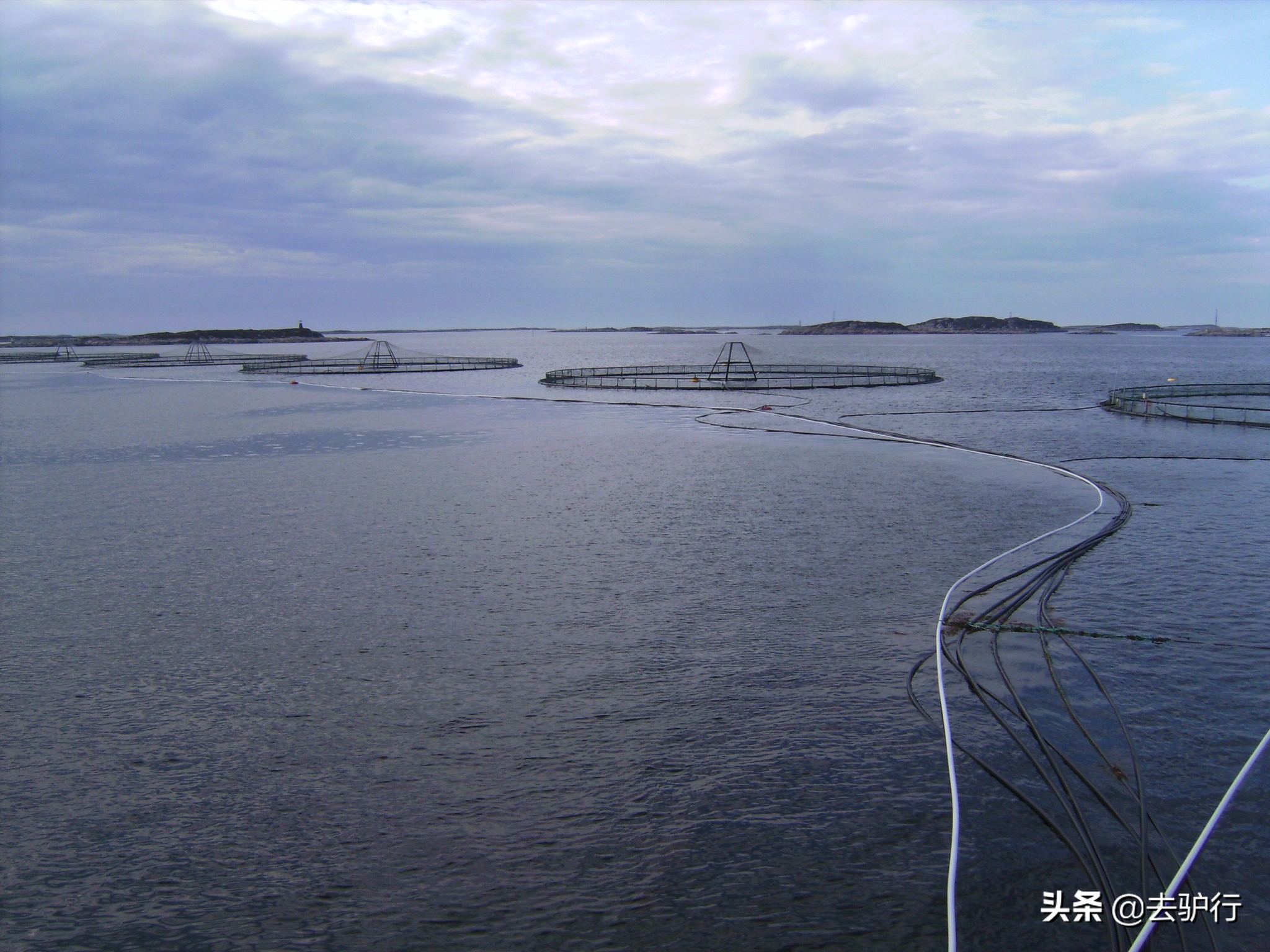 挪威三文鱼大规模养殖,挪威三文鱼养殖一年赚多少钱