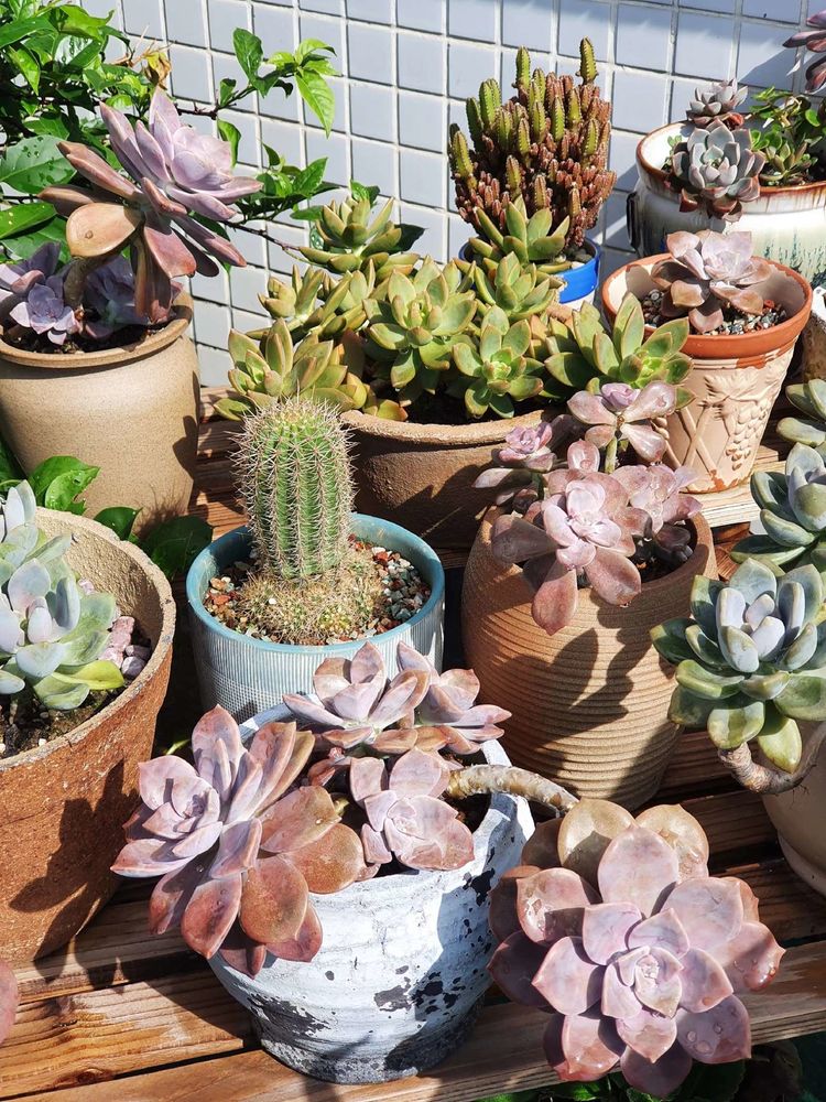 15平米露台改造成功案例,50平方楼顶改造露台和花园