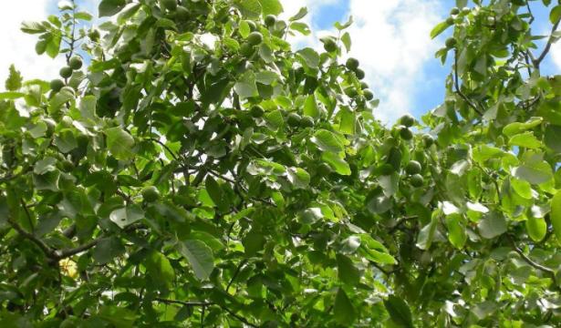 核桃种植“不丰产”也许你忽略了这几个“关键点”