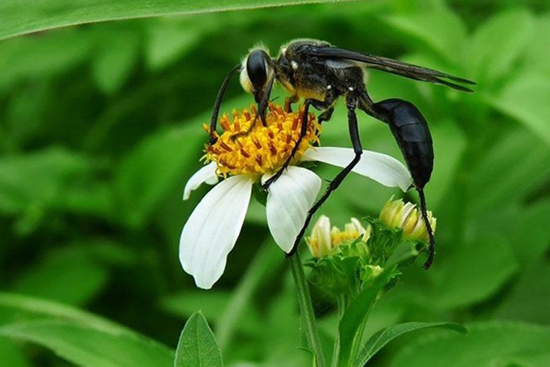 是雌雄一体的动物,雌雄一体的动物怎么繁育